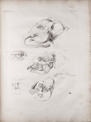 Description anatomique d'un elephant male