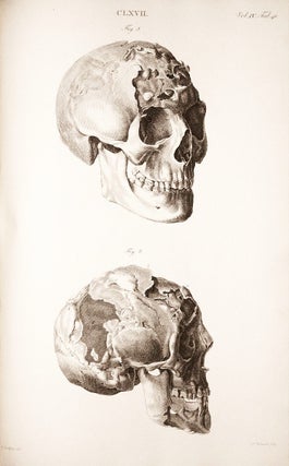 Museum Anatomicum Acadamiae Lugduno-Batavae