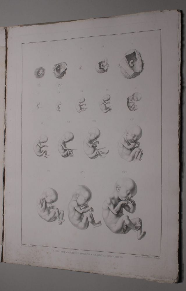Item #001930 Icones embryonum humanorum. Samuel Theodor von SOEMMERRING.