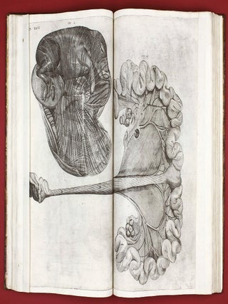 Opera physica anatomica: de formato foetu, de venarum ostiolis, de formatione ovi et pulli, de locutione et eius instrumentis, de brutorum loquela. . .