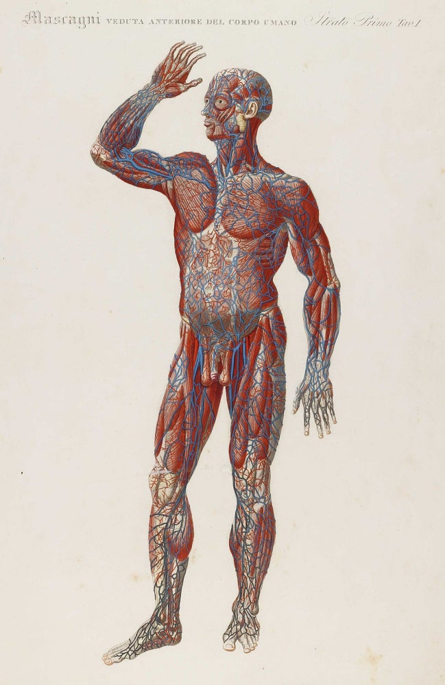 Item #002007 Anatomia universale [...] rappresentata con tavole in rame ridotte a minori forme di quelle della grande edizione pisana per Antonio Serantoni. Paolo MASCAGNI.