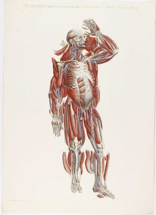 Anatomia universale [...] rappresentata con tavole in rame ridotte a minori forme di quelle della grande edizione pisana per Antonio Serantoni.