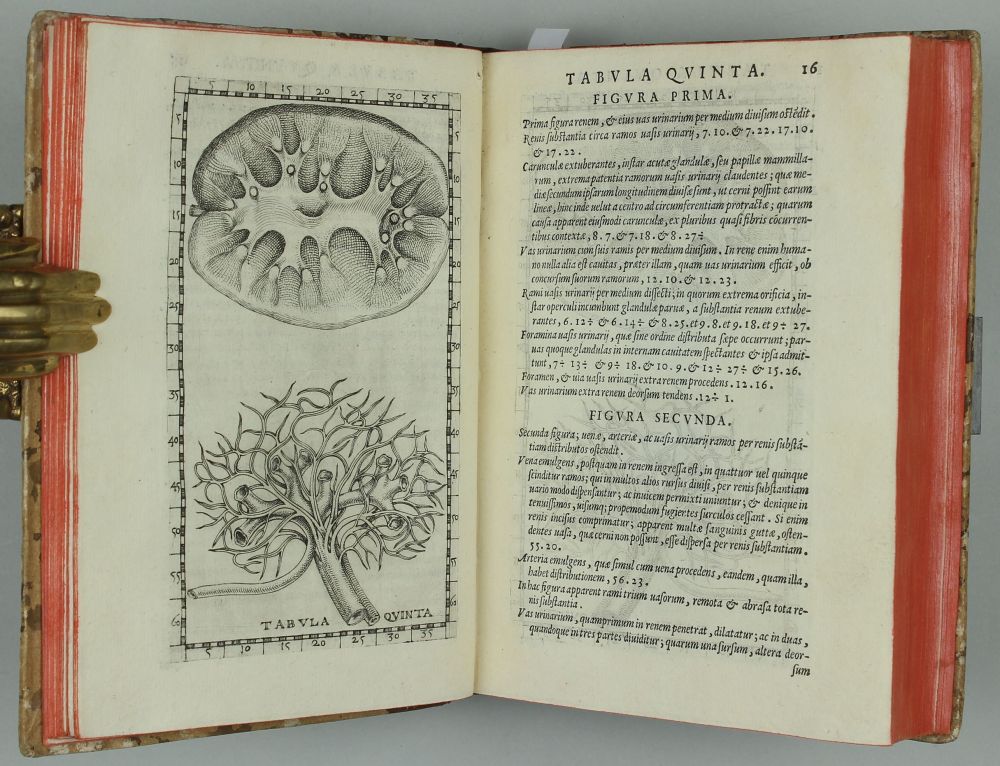 Opuscula anatomica / Libellus de dentibus | Bartolomeo EUSTACHI ...