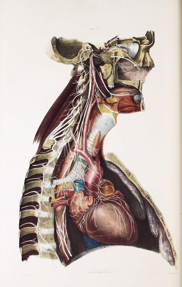Item #002110 A series of anatomical plates, in lithography with references and physiological comments, illustrating the structure of the different parts of the human body. Jones QUAIN.