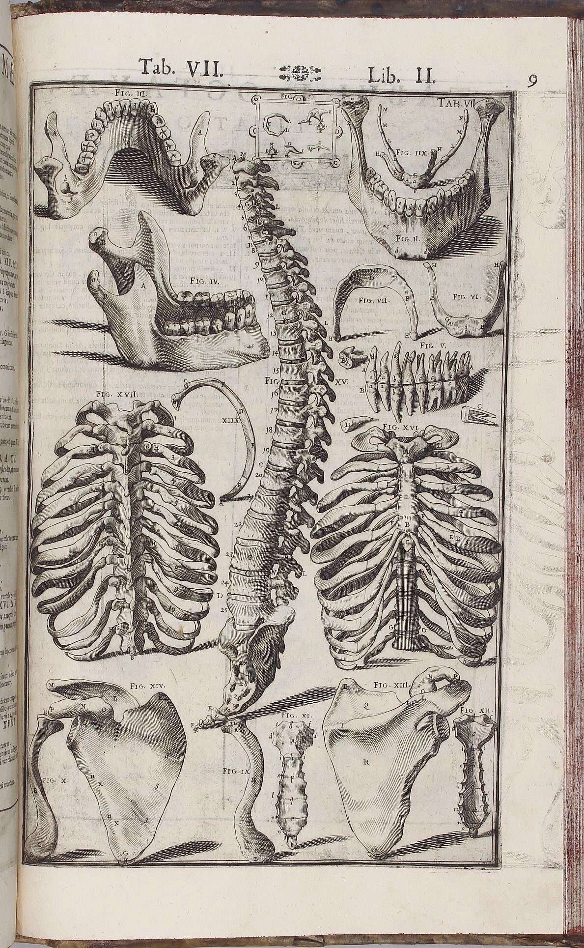 Tabulae Tabulae Anatomicae LXXIIX . . . Daniel Bucretius . . . XX que deerant ...