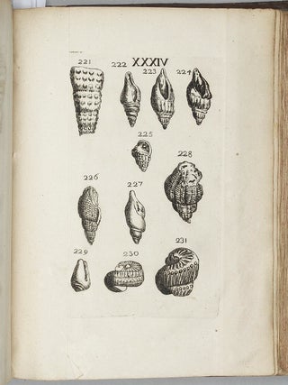 Traité de petrifications.