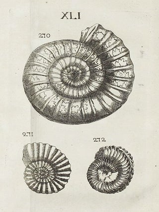 Traité de petrifications.