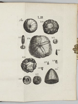 Traité de petrifications.