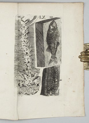 Traité de petrifications.