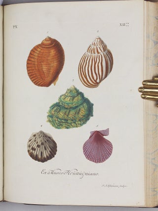 Vergnügen der Augen und des Gemüths, in Vorstellung einer allgemeinen Sammlung von Schnecken und Muscheln, welche im Meer gefunden werden.