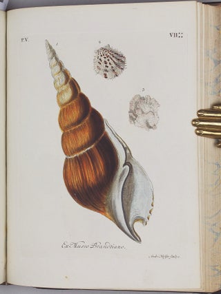 Vergnügen der Augen und des Gemüths, in Vorstellung einer allgemeinen Sammlung von Schnecken und Muscheln, welche im Meer gefunden werden.