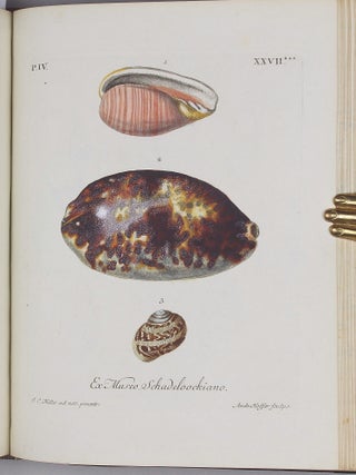 Vergnügen der Augen und des Gemüths, in Vorstellung einer allgemeinen Sammlung von Schnecken und Muscheln, welche im Meer gefunden werden.