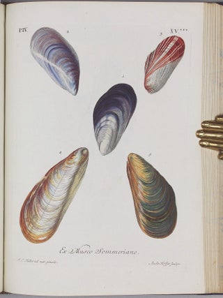 Vergnügen der Augen und des Gemüths, in Vorstellung einer allgemeinen Sammlung von Schnecken und Muscheln, welche im Meer gefunden werden.