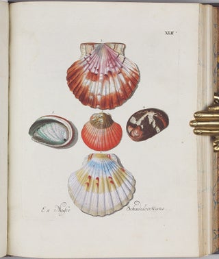 Vergnügen der Augen und des Gemüths, in Vorstellung einer allgemeinen Sammlung von Schnecken und Muscheln, welche im Meer gefunden werden.