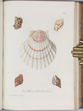 Vergnügen der Augen und des Gemüths, in Vorstellung einer allgemeinen Sammlung von Schnecken und Muscheln, welche im Meer gefunden werden.