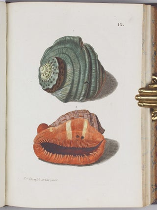 Vergnügen der Augen und des Gemüths, in Vorstellung einer allgemeinen Sammlung von Schnecken und Muscheln, welche im Meer gefunden werden.