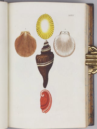 Vergnügen der Augen und des Gemüths, in Vorstellung einer allgemeinen Sammlung von Schnecken und Muscheln, welche im Meer gefunden werden.