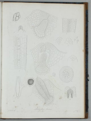 Vergleichende Untersuchungen der Keimung, Entfaltung und Fruchtbildung höherer Kryptogamen (Moose, Farrn, Equisetaceen, Rhizocarpeen und Lycopodiaceen) und der Samenbildung der Coniferen.