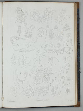 Vergleichende Untersuchungen der Keimung, Entfaltung und Fruchtbildung höherer Kryptogamen (Moose, Farrn, Equisetaceen, Rhizocarpeen und Lycopodiaceen) und der Samenbildung der Coniferen.