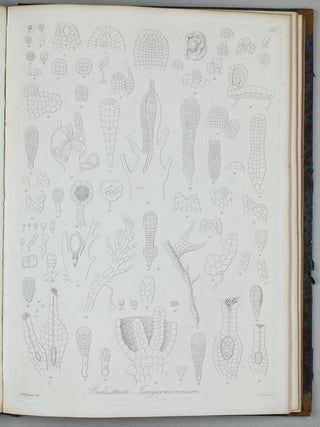 Vergleichende Untersuchungen der Keimung, Entfaltung und Fruchtbildung höherer Kryptogamen (Moose, Farrn, Equisetaceen, Rhizocarpeen und Lycopodiaceen) und der Samenbildung der Coniferen.