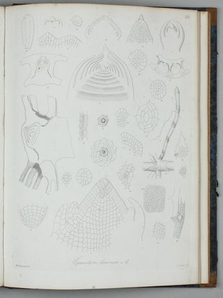 Vergleichende Untersuchungen der Keimung, Entfaltung und Fruchtbildung höherer Kryptogamen (Moose, Farrn, Equisetaceen, Rhizocarpeen und Lycopodiaceen) und der Samenbildung der Coniferen.