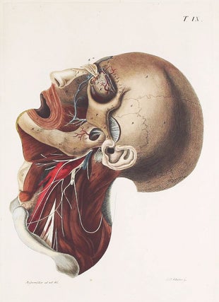 Item #002593 Chirurgisch-anatomische Abbildungen = Icones chirurgico-anatomicae in usum medicorum...