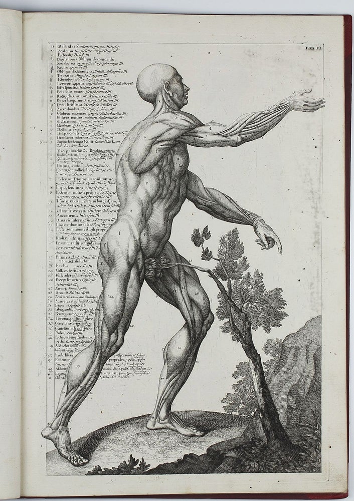 Item #002639 Kurtzer Begriff der Anatomie worinnen hauptsächlich die nöthigsten Stücke der Osteologie und Myologie in XIX. Kupfer Tabellen enthalten. . Johann Adam DELSENBACH.