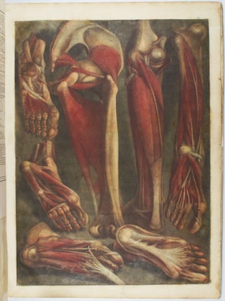 Myologie complette en couleur et grandeur naturelle, composée de l'essai et de la suite de l'essai d'anatomie, en tableaux imprimés.
