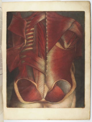 Myologie complette en couleur et grandeur naturelle, composée de l'essai et de la suite de l'essai d'anatomie, en tableaux imprimés.