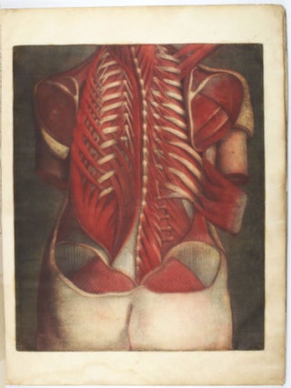 Myologie complette en couleur et grandeur naturelle, composée de l'essai et de la suite de l'essai d'anatomie, en tableaux imprimés.