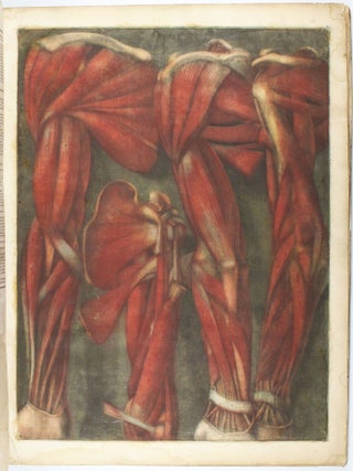 Myologie complette en couleur et grandeur naturelle, composée de l'essai et de la suite de l'essai d'anatomie, en tableaux imprimés.