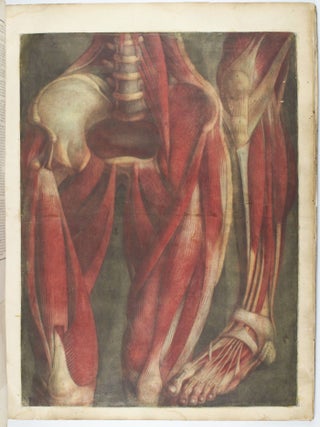 Myologie complette en couleur et grandeur naturelle, composée de l'essai et de la suite de l'essai d'anatomie, en tableaux imprimés.