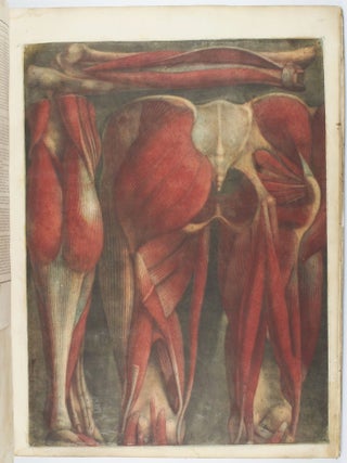 Myologie complette en couleur et grandeur naturelle, composée de l'essai et de la suite de l'essai d'anatomie, en tableaux imprimés.
