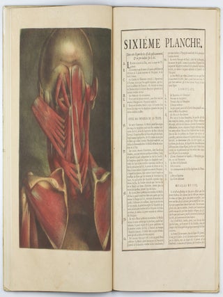Myologie complette en couleur et grandeur naturelle, composée de l'essai et de la suite de l'essai d'anatomie, en tableaux imprimés.