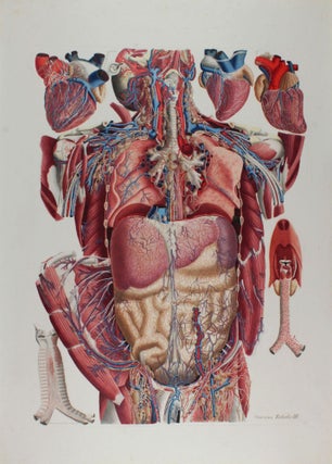 Item #002659 Anatomia Universa: Anatomiae Universae Pauli Mascagni Icones. Paolo MASCAGNI