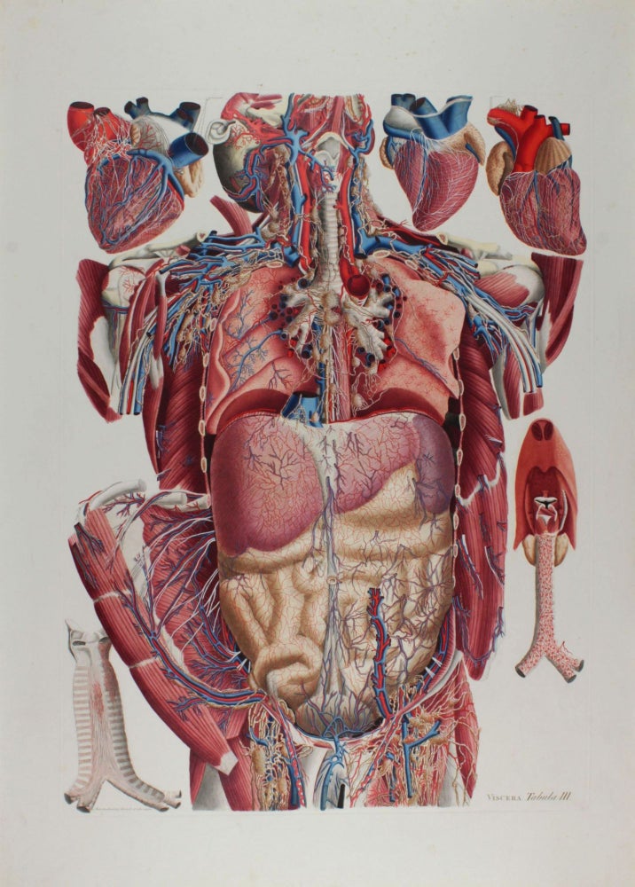 Item #002659 Anatomia Universa: Anatomiae Universae Pauli Mascagni Icones. Paolo MASCAGNI.