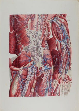 Anatomia Universa: Anatomiae Universae Pauli Mascagni Icones.