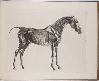 Item #002669 The Anatomy of the Horse. Including A particular Description of the Bones,...