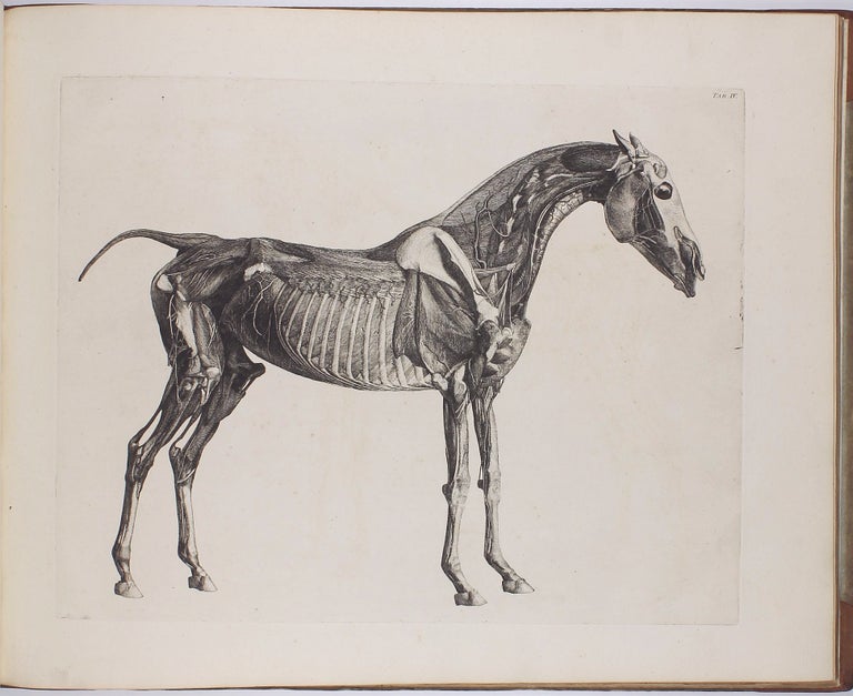 Item #002669 The Anatomy of the Horse. Including A particular Description of the Bones, Cartilages, Muscles, Fascias, Ligaments, Nerves, Arteries, Veins, and Glands. George STUBBS.