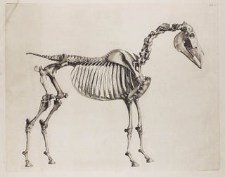 The Anatomy of the Horse. Including A particular Description of the Bones, Cartilages, Muscles, Fascias, Ligaments, Nerves, Arteries, Veins, and Glands.