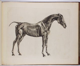 The Anatomy of the Horse. Including A particular Description of the Bones, Cartilages, Muscles, Fascias, Ligaments, Nerves, Arteries, Veins, and Glands.