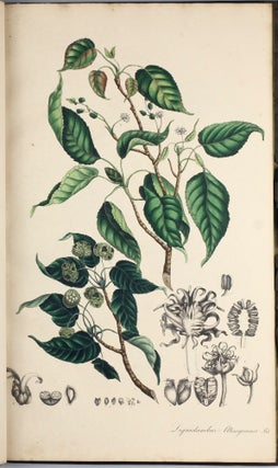 Plantae medicinales [officinales] oder Sammlung officineller Pflanzen.