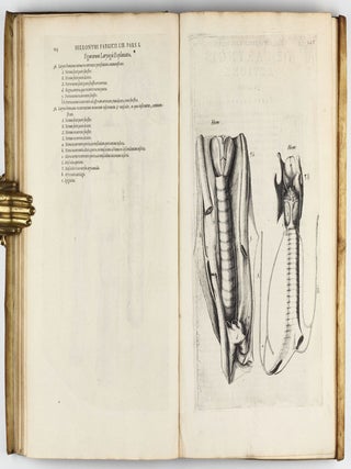Tractatus Anatomicus Triplex : quorum primus De oculo, visus organo; secundus De aure, auditus organo; tertius De laringe, vocis organo admirandam tradit historiam, actiones, utilitates.