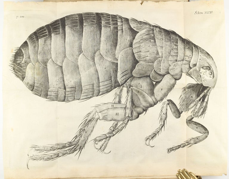 Item #003613 Micrographia: or some Physiological Descriptions of Minute Bodies made by Magnifying Glasses with Observations and Inquiries thereupon. Robert HOOKE.