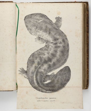 Important collection of 18 tracts bound in two volumes, mostly separate printings and monographs of zoological interest, including all his doctoral theses and the important treatise "Icones ad illustrandas coloris mutationes in Chamaeleonte" on the color-change of chameleons.