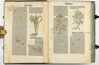 Hortus Sanitatis.