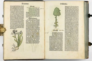 Hortus Sanitatis.