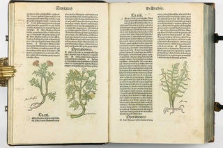 Hortus Sanitatis.
