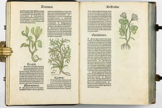Hortus Sanitatis.