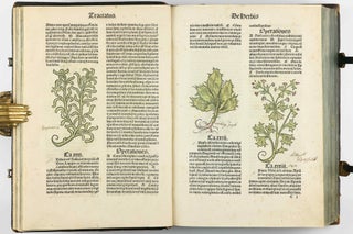 Hortus Sanitatis.